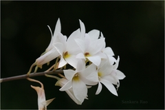 Dendrobium barbatulum